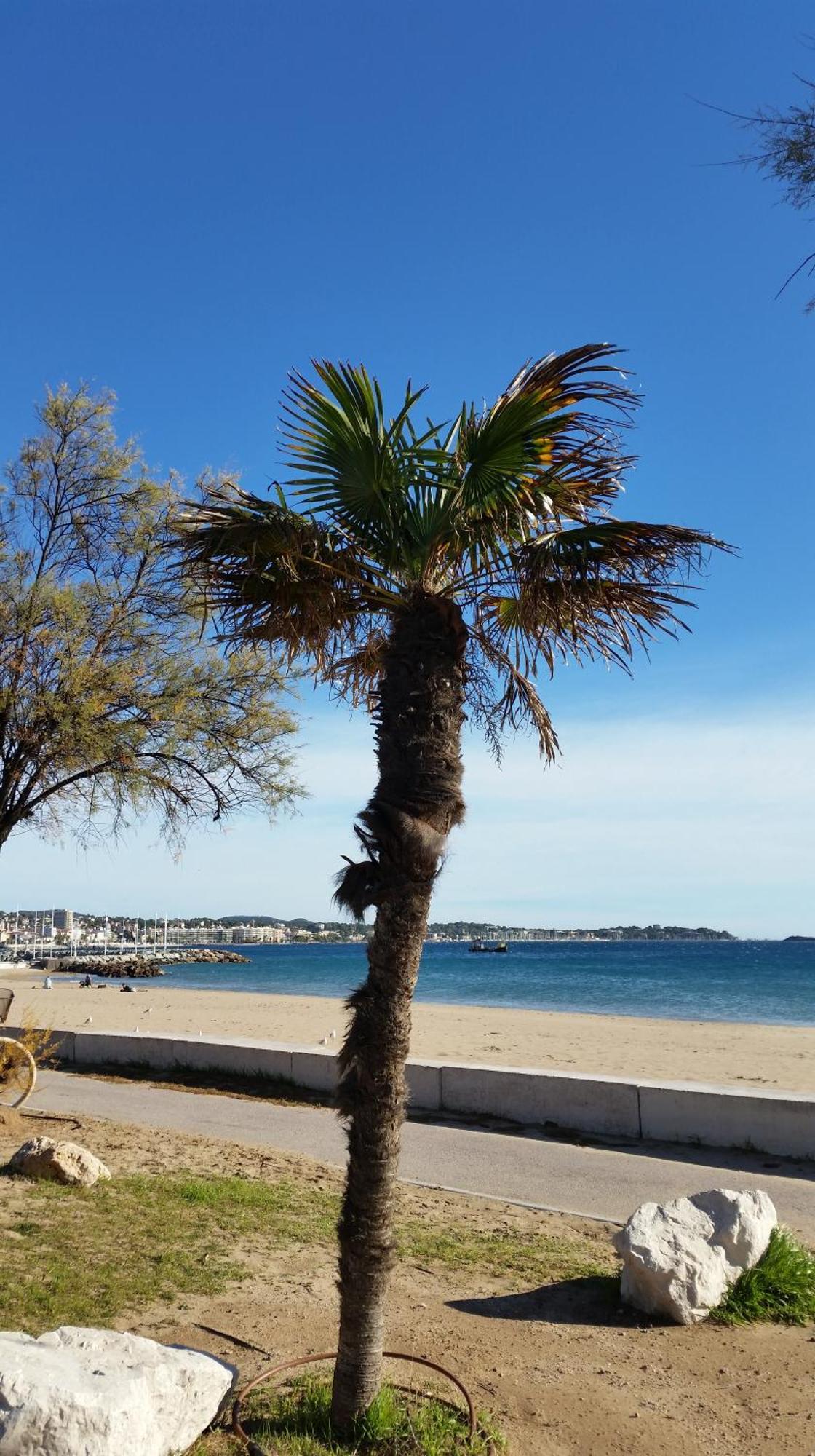 Sublime Vue Mer,Parking,Wifi Fréjus Eksteriør billede